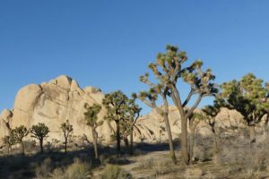 Cultures… piquantes de Los Angeles à San Diego