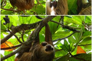 Pura Vida au CostaRica : début chaud … aux Caraïbes